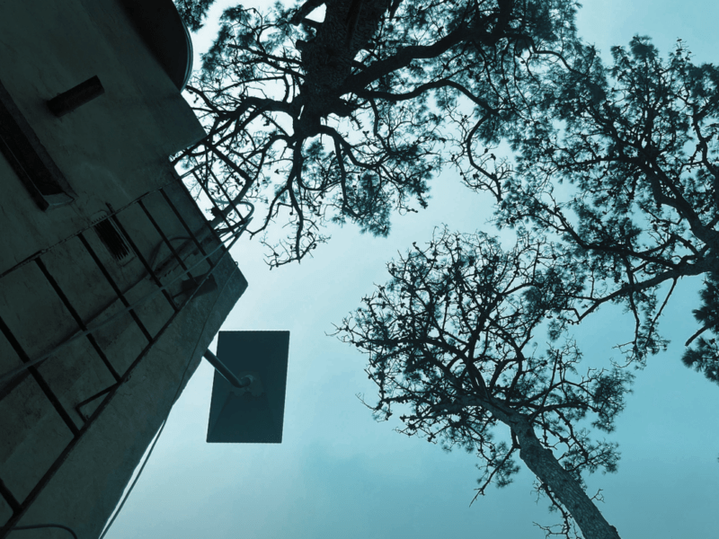 El pino que tapaba el cielo: cómo elevamos una antena Starlink V4 para ganarle la línea de visión a un árbol de 20 metros